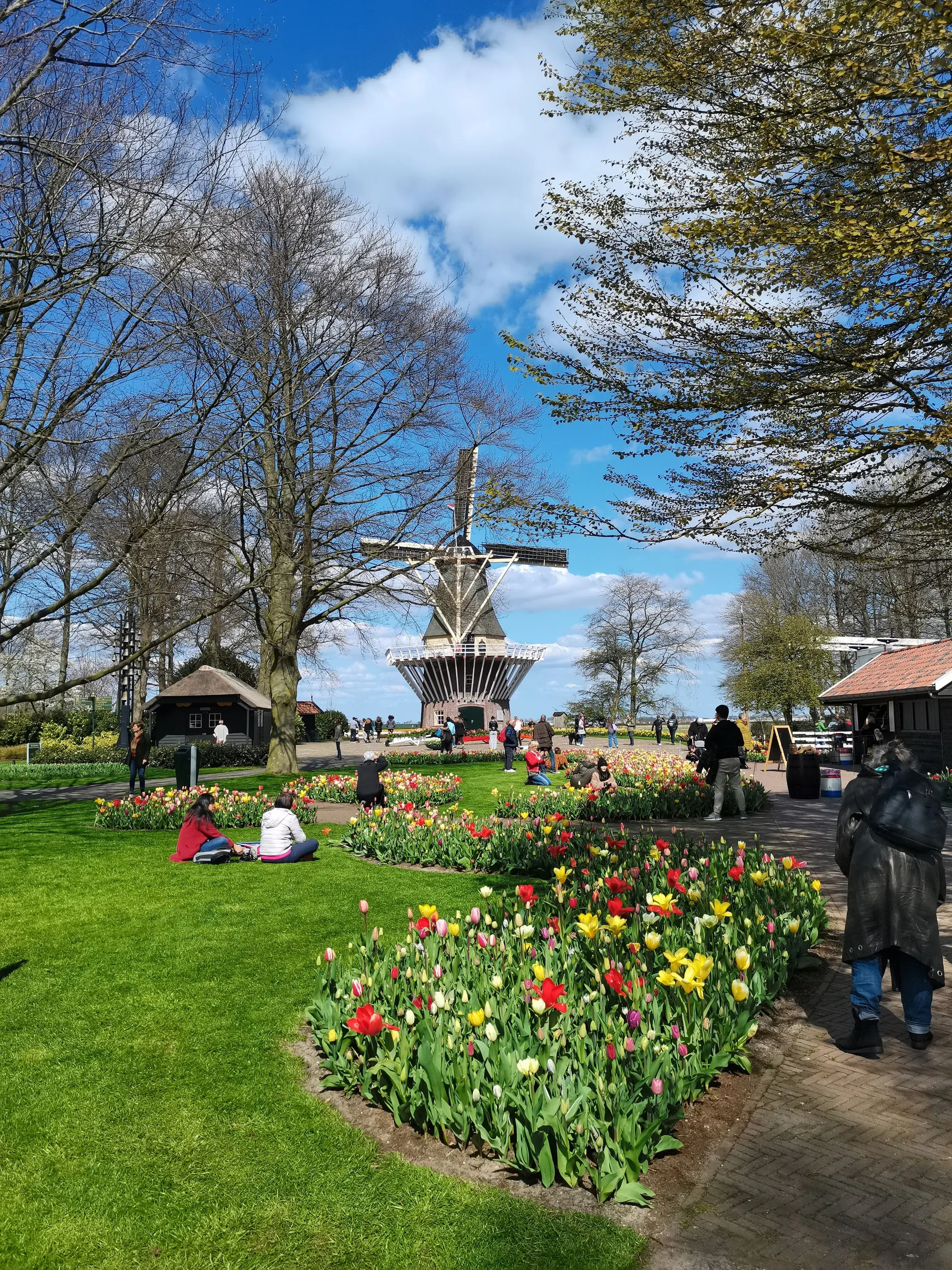 Molen en tulpenbedden in Holland